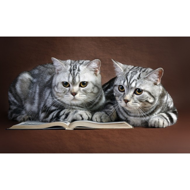 Kedi Tasarım Ev İçi Paspas 45x75 cm PASPASLAR EVİM OLUNCA