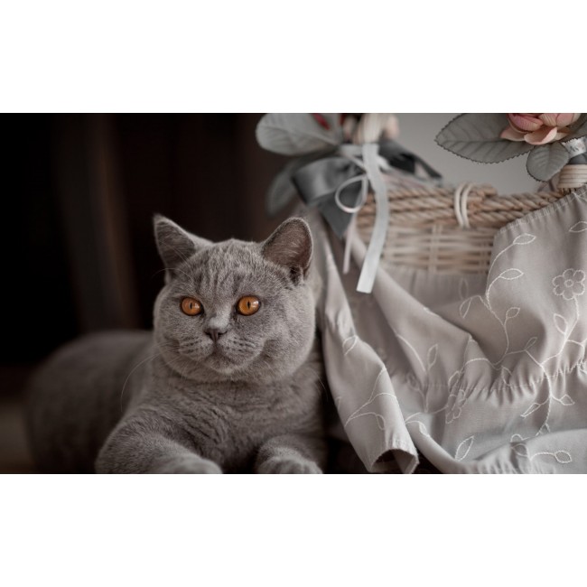 Gri Kedi Tasarım Ev İçi Paspas 45x75 cm PASPASLAR EVİM OLUNCA
